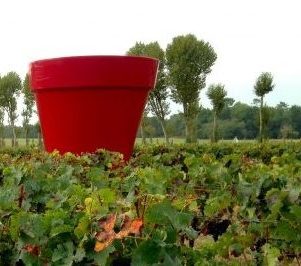 Pot rouge dans un vignoble bordelais, rangées de vignes à l'horizon